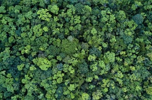 forest-by-pinja-header-3-scaled