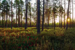 Puu-metsäteollisuus