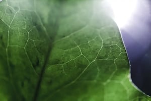 detail-green-leaf